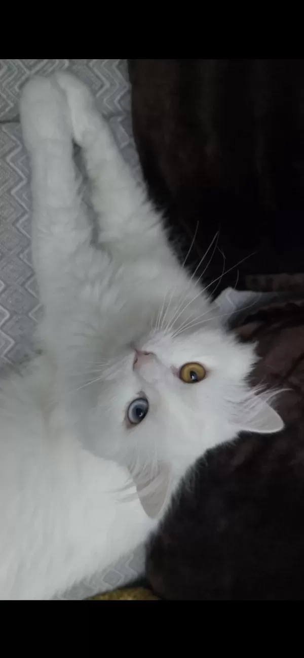 2 Yaşındaki Kedimiz Takip Koşulu Sahiplendirilecektir