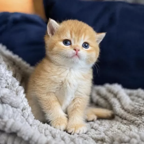 Show Kalite British Shorthair Golden Bebekler