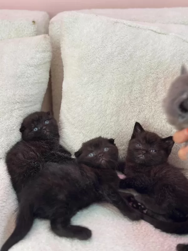 Scottish Fold Orjinal Yavrularimiz