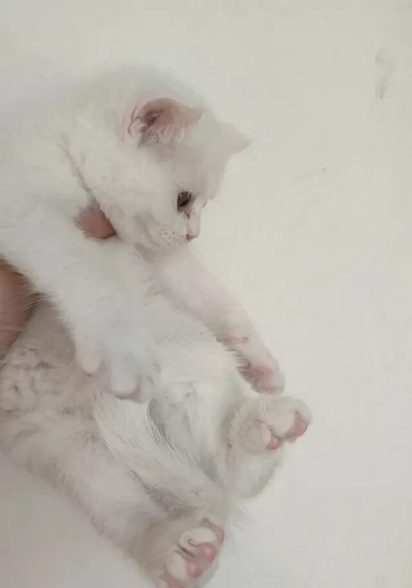Farklı Cins Kedilerimiz Vardır