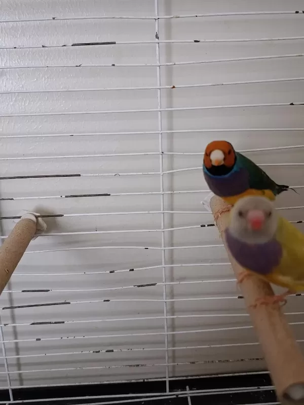Takım Gökkusağı İspinoz Takım