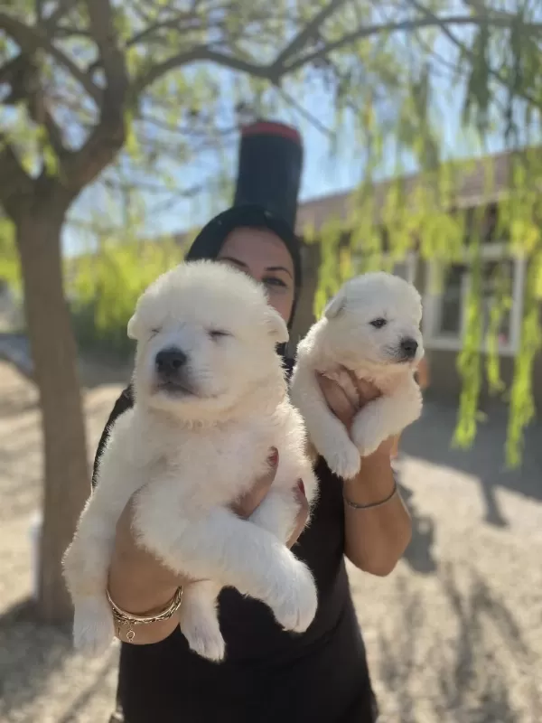 Sağlık Ve İrk Garantili Samoyed Yavrularım