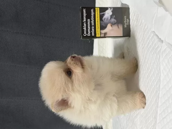 Kg Garantili Pomeranian Yavrular