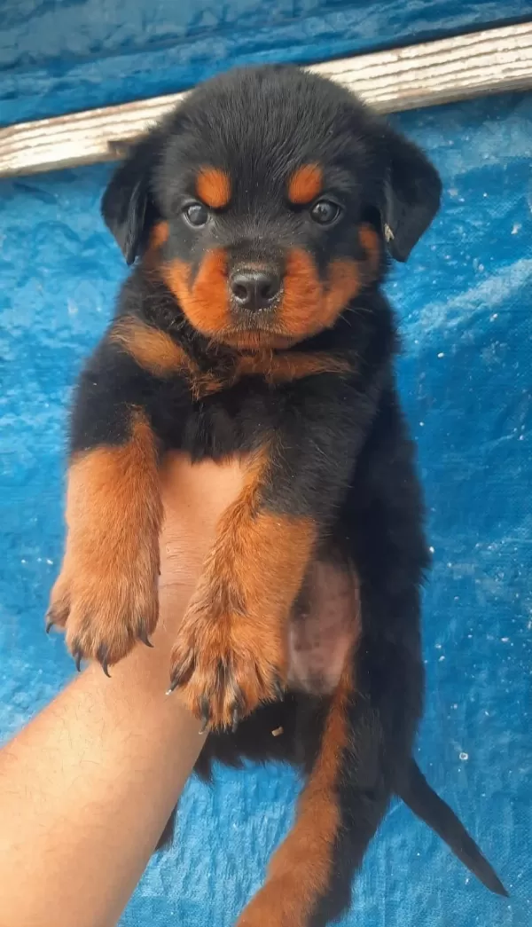 Rottweiler Dişi Erkek Mevcut Şecereli