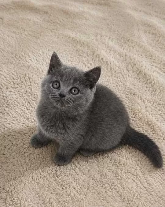 Muhteşem British Shorthair Blue Ve Blue Point Yavrular