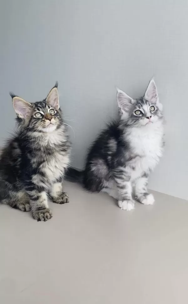 Değerimi Bilene Xxl Maine Coon Bebeklerim