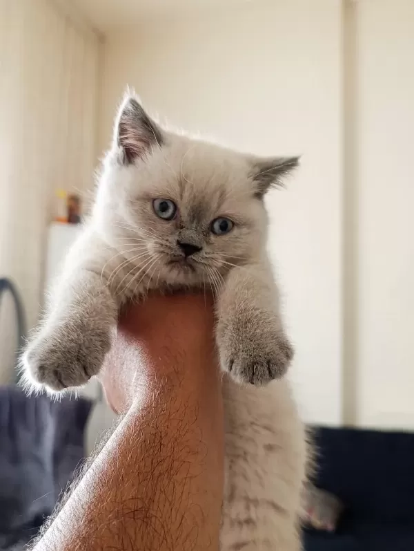 3 Tane Dişi Yavru Kedimiz Yeni Yuvasını Aramaktadır