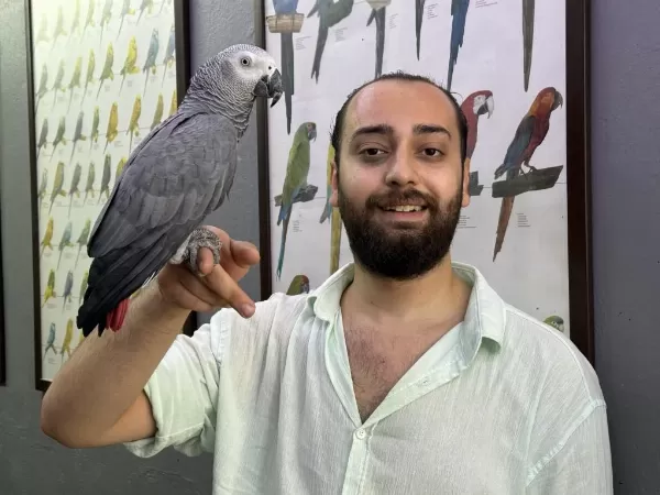 Evcil Eğitimli Konuşan Jako Papağani