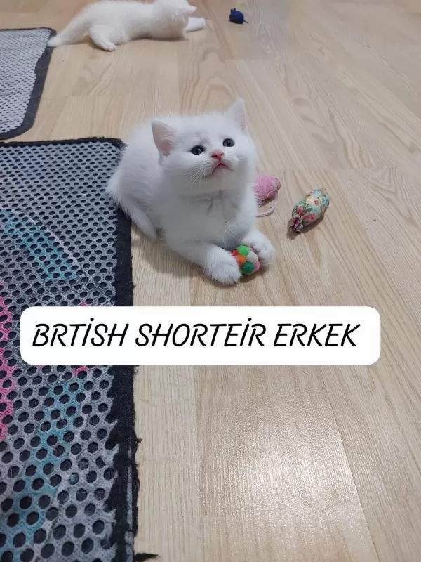 Kehribar Göz British Paşam Hazir Bembeyaz