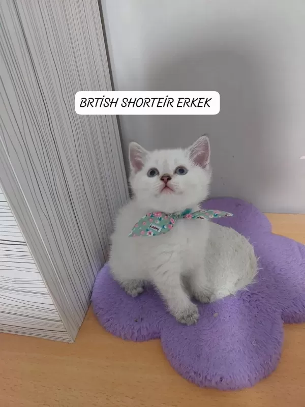 Mavi Gözlü British Shorthair Paşam Hazir