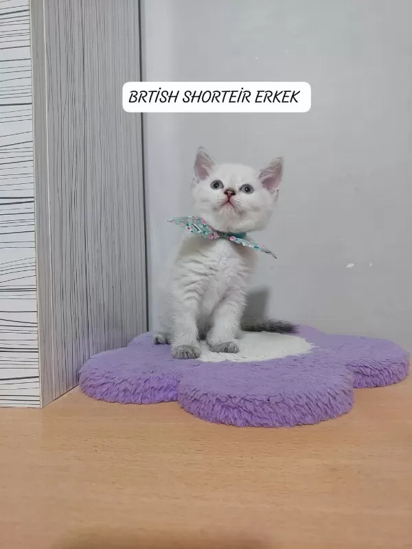Mavi Gözlü British Shorthair Paşam Hazir