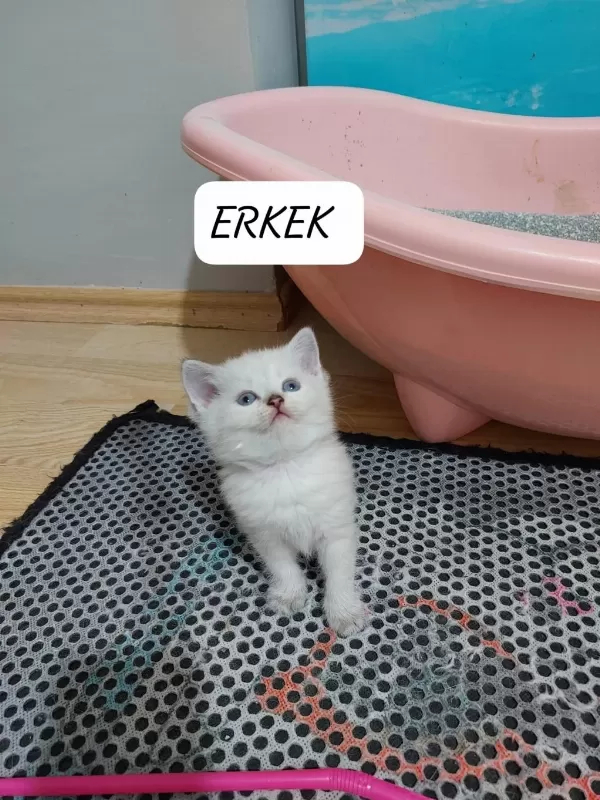 Mavi Gözlü British Shorthair Paşam Hazir
