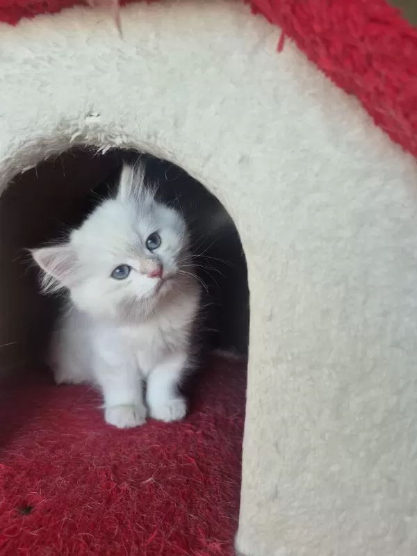 British Longhair Paşamız Hazır