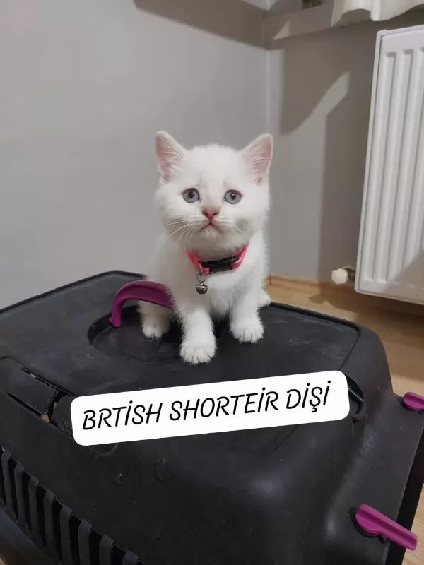 British Shorthair Prensesim Hazır