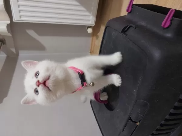British Shorthair Prensesim Hazır