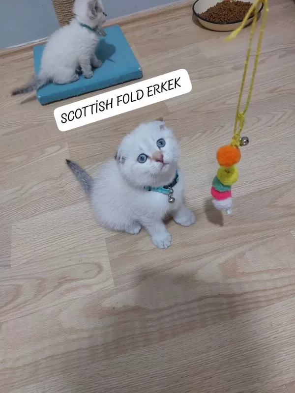 Scottish Fold Paşam Hazir