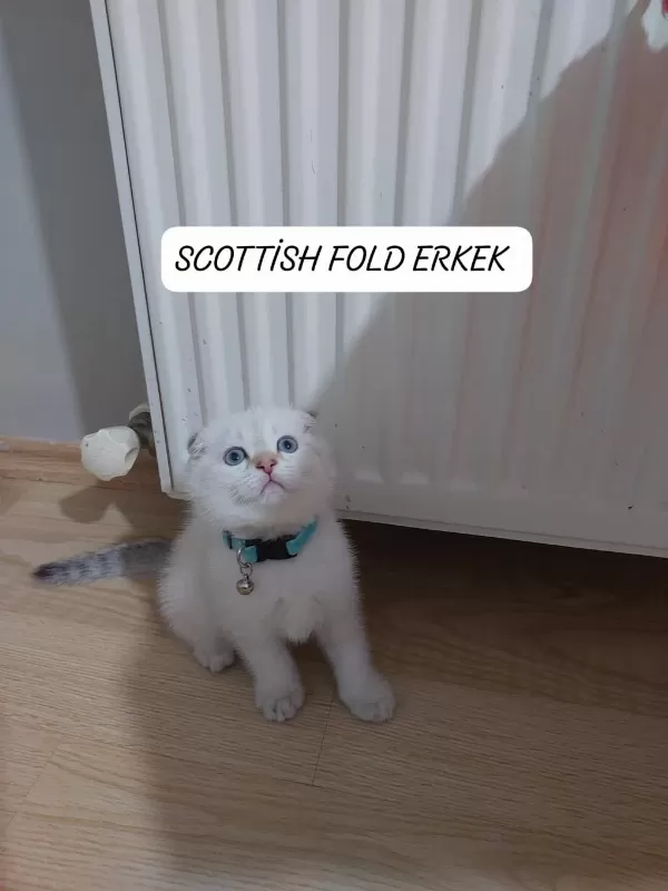 Scottish Fold Paşam Hazir