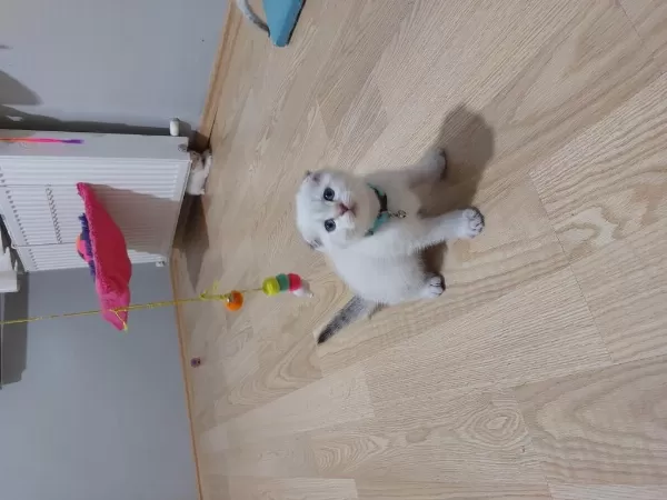 Scottish Fold Paşam Hazir