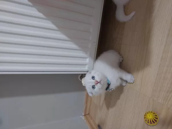 Scottish Fold Paşam Hazir