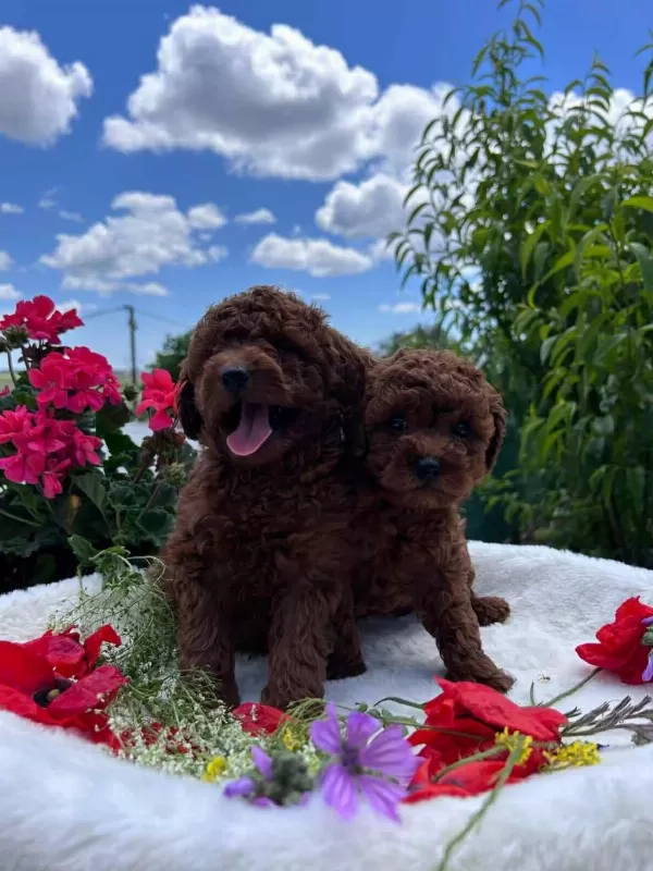 Biblo Güzelliğine Sahip Dark Red Brown Teacup Poodle