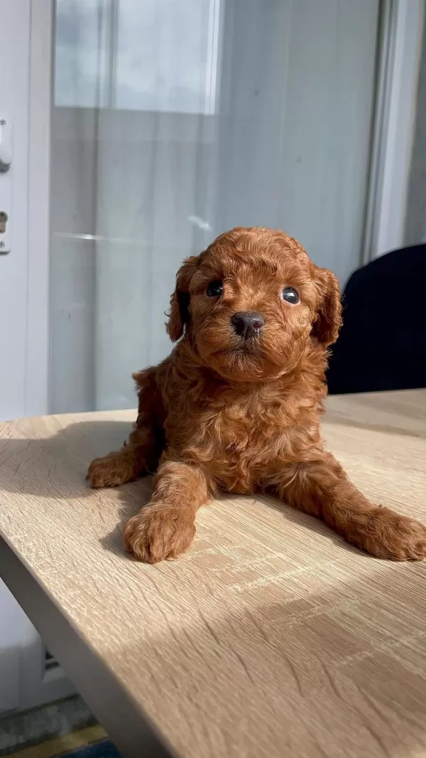 Orjinal Red Brown Orjinal Poodle Yavrular