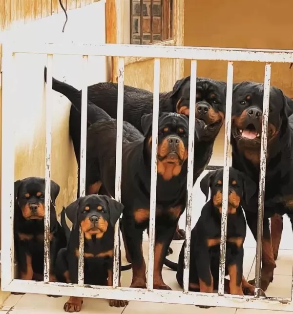 Rottweiler Türkiyenin Tek Kapıda Ödemeli Çiftliği