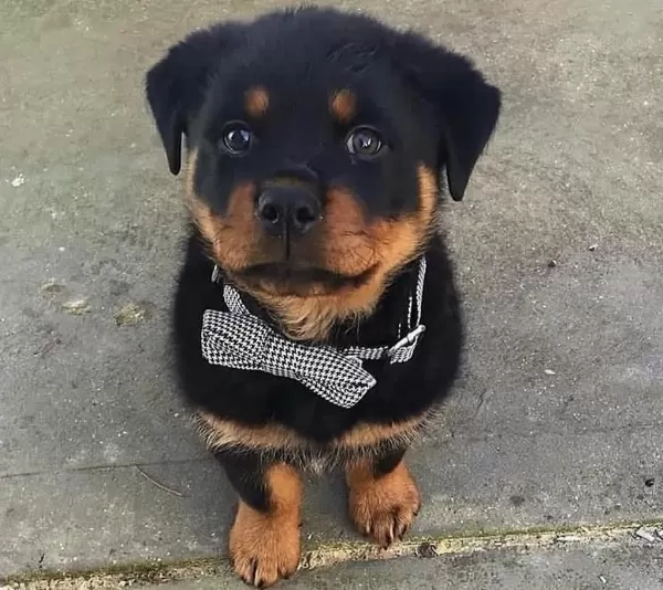 Rottweiler Türkiyenin Tek Kapıda Ödemeli Çiftliği
