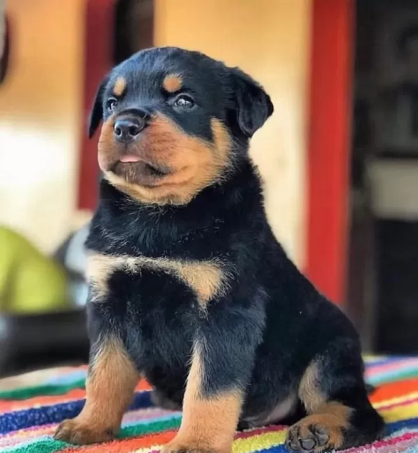 Rottweiler Türkiyenin Tek Kapıda Ödemeli Çiftliği