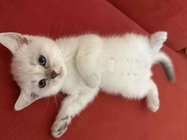 Pamuk British Shorthair