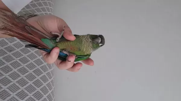 5 Aylık El Besleme Yeşil Yanak Konur Papağanı