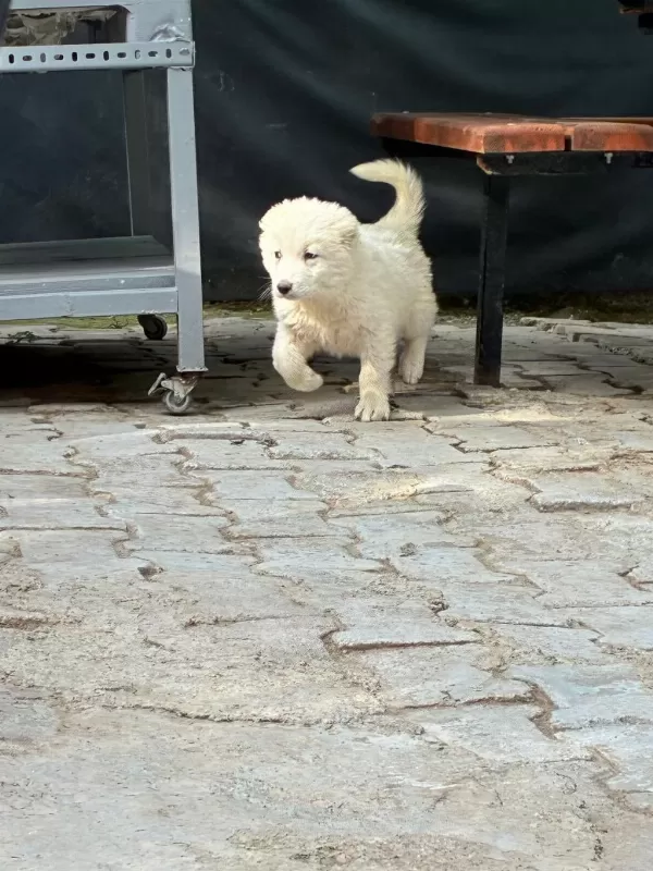 A++ Akbaş Yavrular Her İle Gönderim Var