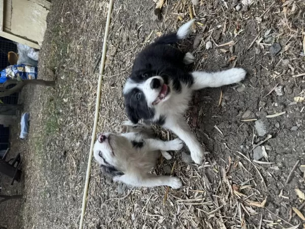 Üreticiden Safkan Border Collie