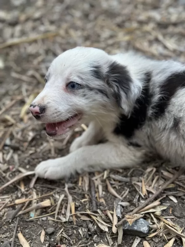 Üreticiden Safkan Border Collie