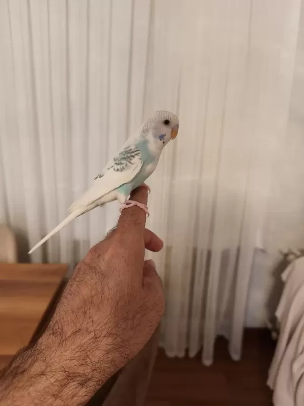 Ele Alışkın Bebek Muhabbet Kuşu Evinize Maskot