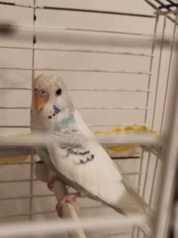 Ele Alışkın Bebek Muhabbet Kuşu Evinize Maskot