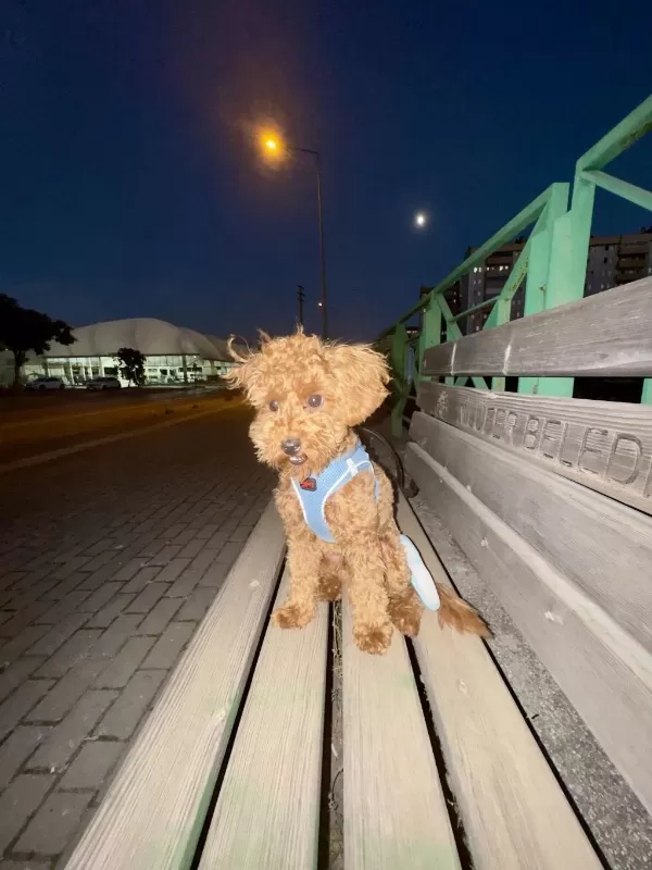 Sevgi Dolu 6 Aylık Toy Poodle Yeni Ailesini Bekliyor