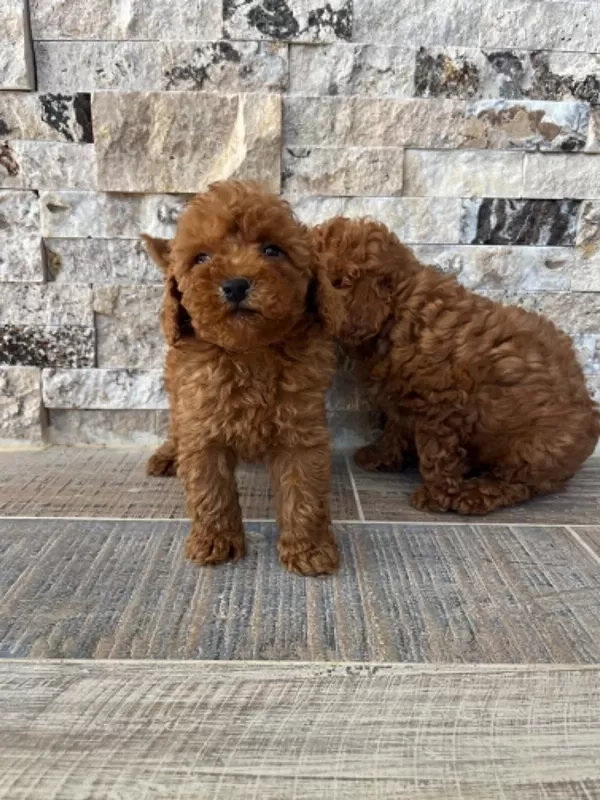 İrk Ve Sağlik Garantili Show Kalite Poodle Yavrular