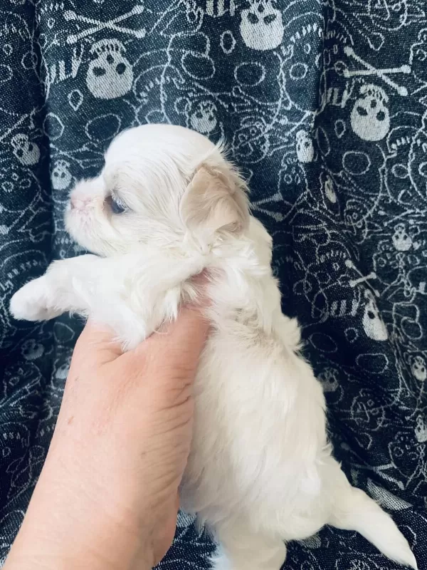 Saf Kore Kani Maltese 3 Aylik Dişi