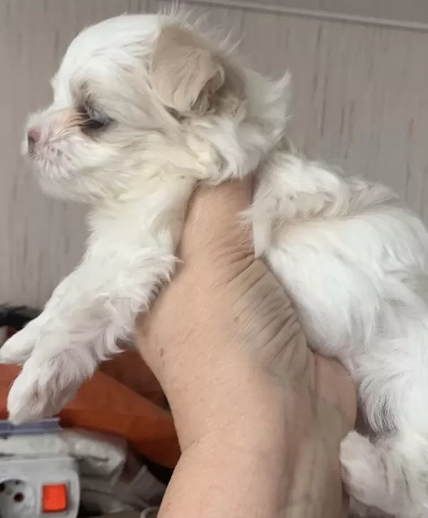 Saf Kore Kani Maltese 3 Aylik Dişi