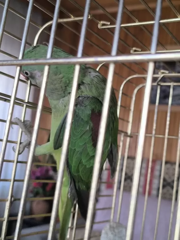 Tek Kanadi Engelli Alexander Papağani Takas Olur