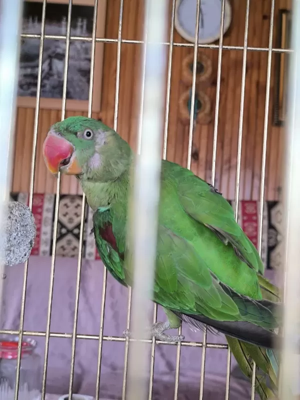 Tek Kanadi Engelli Alexander Papağani Takas Olur