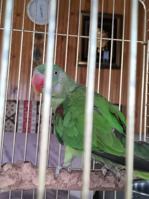 Tek Kanadi Engelli Alexander Papağani Takas Olur
