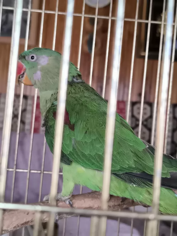 Tek Kanadi Engelli Alexander Papağani Takas Olur