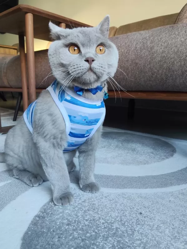 2 Yaşında Kısırlaştırılmış Aşıları Tam British Shorthair