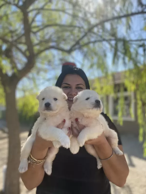 Safkan Aşılı Samoyed Yavrularım