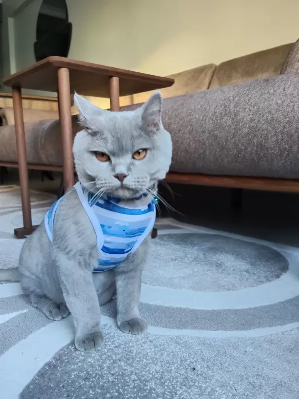 British Shorthair Ücretsiz Sahiplendirme