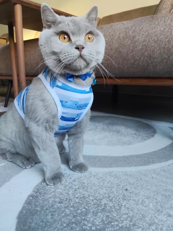 British Shorthair Ücretsiz Sahiplendirme