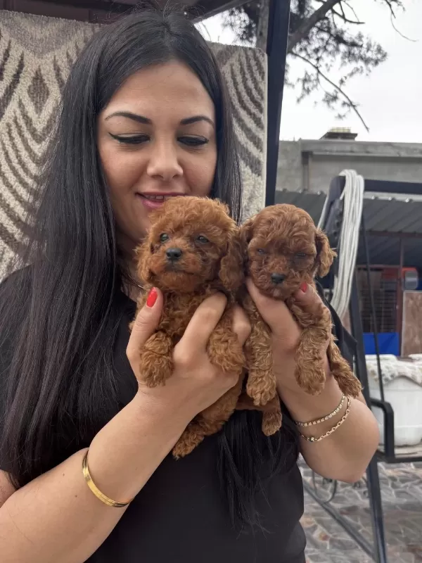 Sağlık Ve İrk Garantili Aşılı Toy Poodle Yavrularım