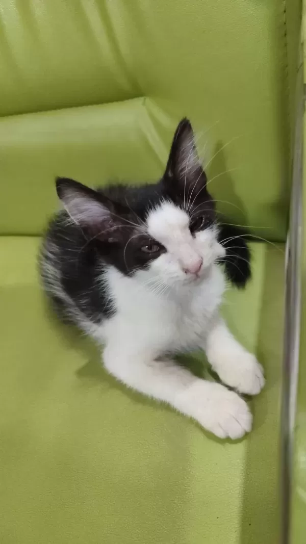 Ücretsiz Sahiplendirme 50 Günlük Bebek Erkek Kedimiz