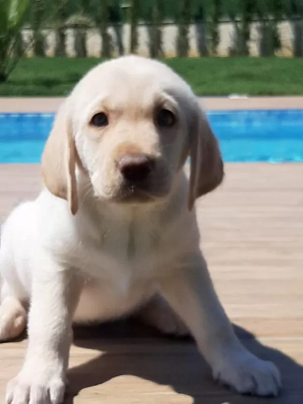 Küt Burun Şampanya Rengi Labrador Yavruları